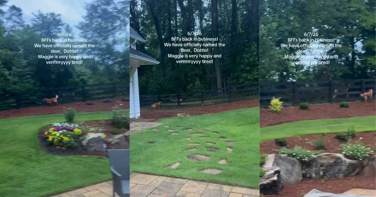 Dog Has Found True Friend in a Deer & They Have Their Own Special Game