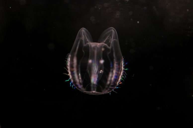 Mnemiopsis leidy