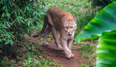 Mountain lions avoid busy trails to reduce conflict with people