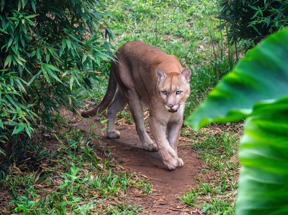 Mountain lions avoid busy trails to reduce conflict with people