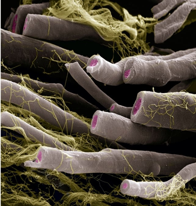 Long tubes with pink insides