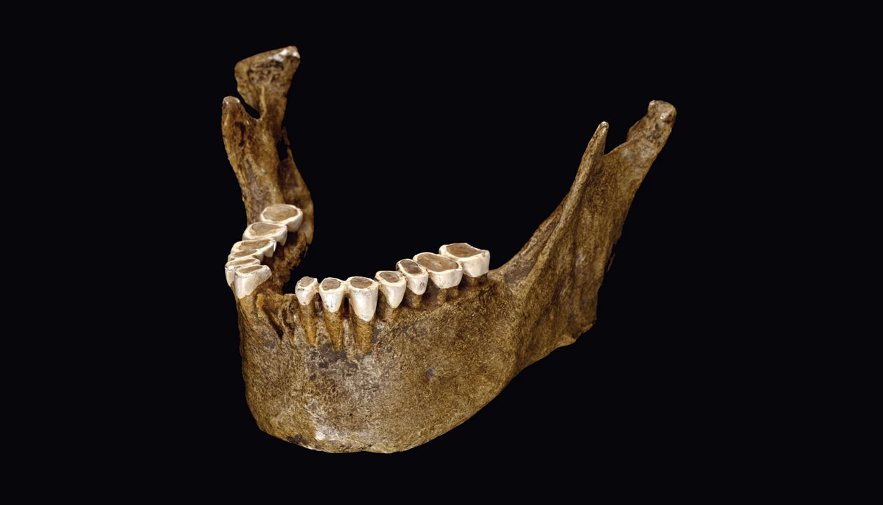 As humans evolved, changes in diet changed our tooth enamel at the nanoscale