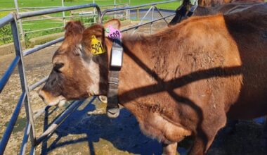 Veterinarians for Animal Welfare calls for better monitoring of virtual fencing technology