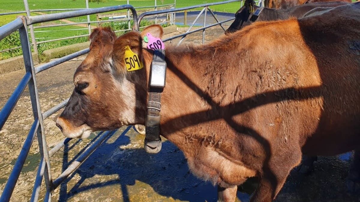 Veterinarians for Animal Welfare calls for better monitoring of virtual fencing technology