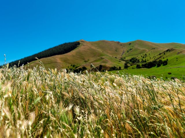 Discussions around the role of New Zealand grains being used to support the domestic food and drink sector are ramping up this week.