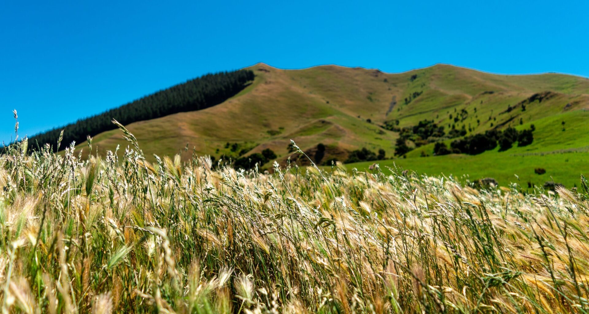 New Zealand grain growers to build upon supply chain