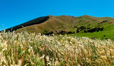 New Zealand grain growers to build upon supply chain
