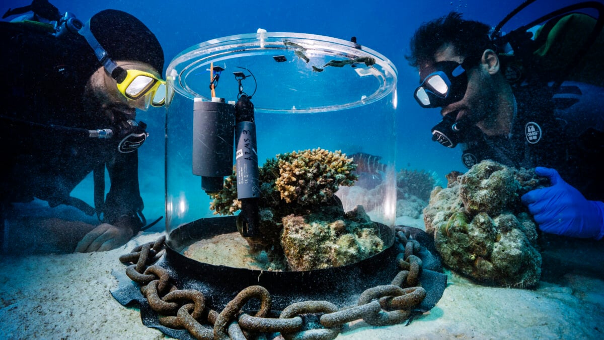 These Award-Winning Science Photos Capture the Beauty—and Weirdness—of Research