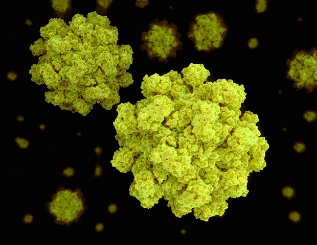 Yale study offers critical clues for future norovirus treatments