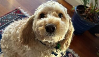 Palmerston North family pleads for help finding owner after fatal dog attack