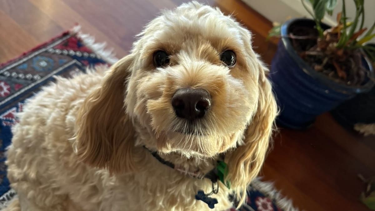 Palmerston North family pleads for help finding owner after fatal dog attack