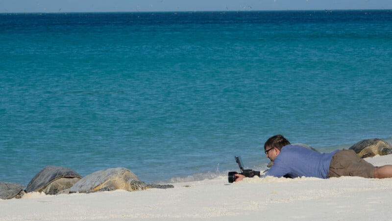A person lies on sandy beach near the water, filming or photographing several turtles with a camera. The ocean is calm and blue, stretching to the horizon under a clear sky.