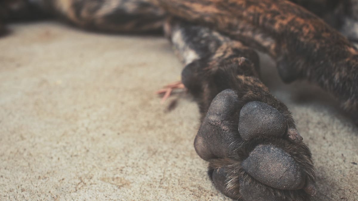Landlord told Auckland tenants no dog allowed, but tribunal says pup can stay