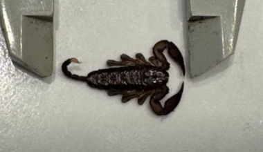 Biosecurity confirms Auckland scorpion find linked to overseas travel