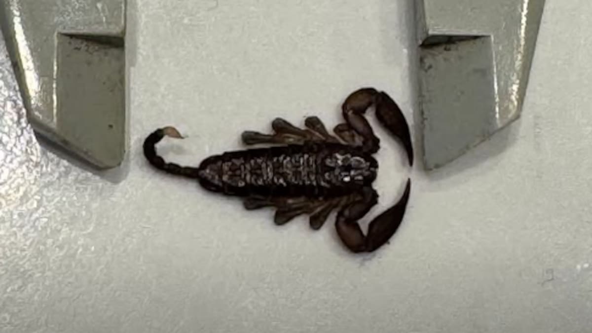 Biosecurity confirms Auckland scorpion find linked to overseas travel