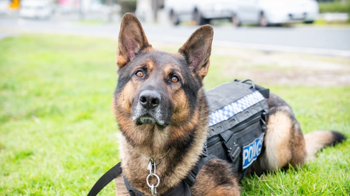 Naked man charged with trying to drown police dog after trespassing Pt Chevalier property