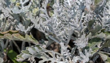KATLEHO MOSESE | SA barely talks about R2.9bn medicinal plant industry