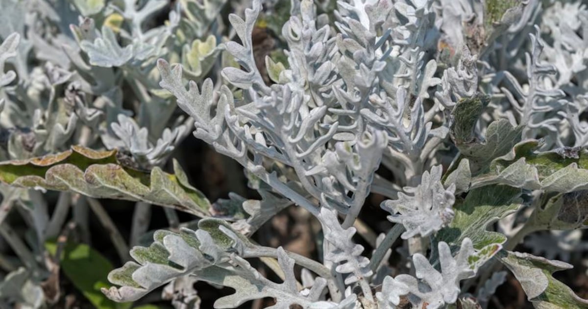 KATLEHO MOSESE | SA barely talks about R2.9bn medicinal plant industry