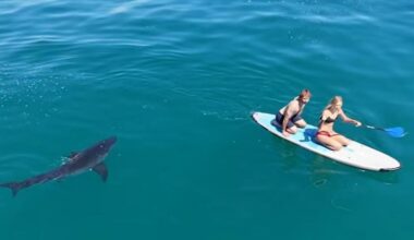 Watch: Paddleboarders stalked by great white shark off California coast