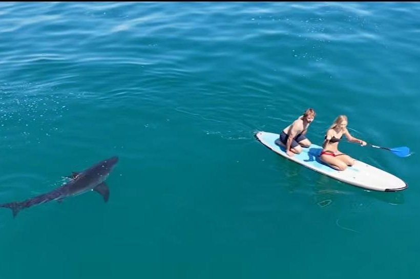 Watch: Paddleboarders stalked by great white shark off California coast