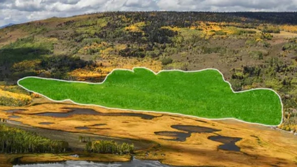 Haunting Sounds of The World's Largest Living Thing Recorded : ScienceAlert