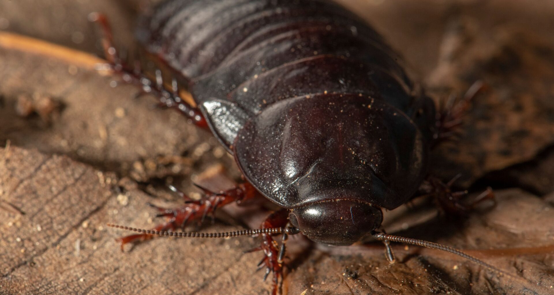 World’s Largest Island Rodent Eradication Sparks Remarkable Invertebrate Comeback