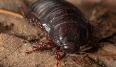 World’s Largest Island Rodent Eradication Sparks Remarkable Invertebrate Comeback