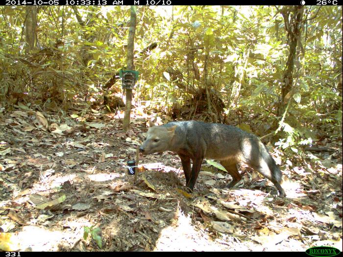Photo of the short-eared dog caught on a camera trap from Bolivia