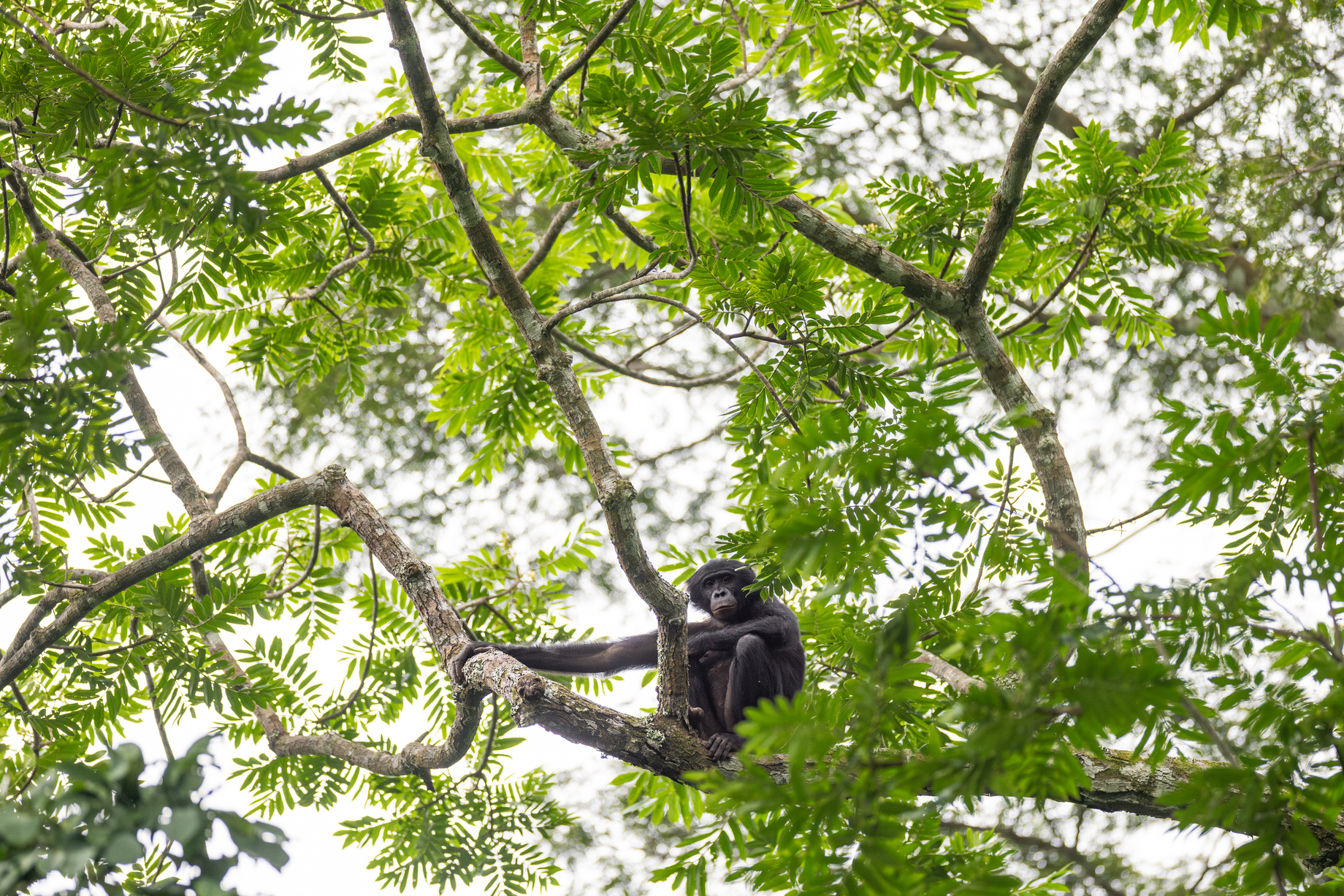 Strong social bonds are a defining characteristic of bonobo society and play a central role in group cohesion, according to scientist. Photo by Alice Péretié / Chengeta Wildlife.