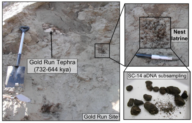 Composite image showing an excavated section of pale sediment at the Gold Run site, with a shovel for scale, a close-up of a labeled nest latrine, and dark fossilized fecal samples prepared for ancient DNA subsampling.