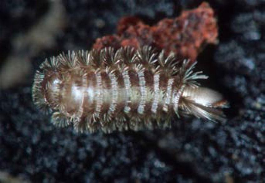"Its rear end's equipped with 2 tufts of bristles, each shaped like a grappling hook." The butt that's armed with menacing weapons ready to fire