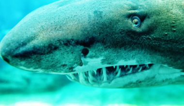 Sharks have been swimming in Earth's oceans for roughly 450 million years — which means they predate the first tree by about 65 million years, and when sharks first appeared, the only plants on land were mosses and liverworts no taller than a few centimetres