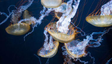 There is a species of jellyfish that is essentially immortal — Turritopsis dohrnii, which can revert from its adult form back to its juvenile polyp stage when stressed or injured, and then mature again, potentially repeating the cycle indefinitely, in the only known case of a complex animal that can reverse its own aging process