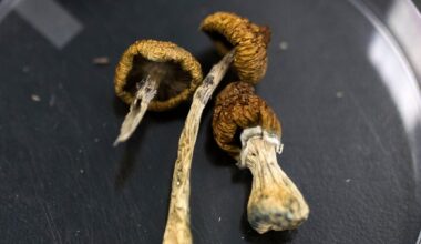 Huge Psilocybin Dose Has Incredible Effect on Elderly Dementia Patient