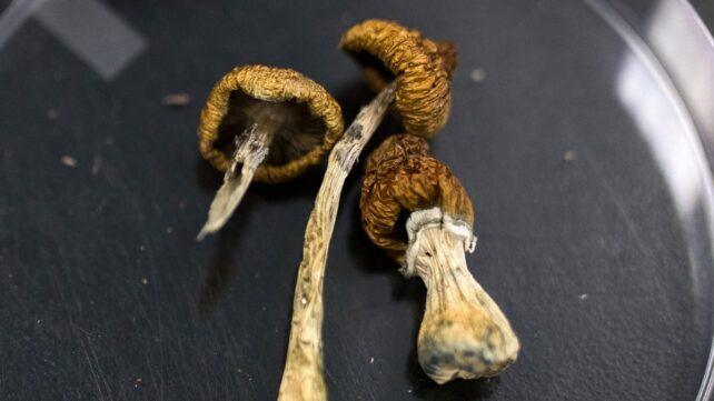 Huge Psilocybin Dose Has Incredible Effect on Elderly Dementia Patient