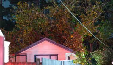 Tree falls on West Auckland home with tenants inside