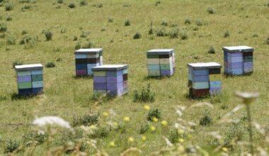 Beehives under pressure as honey demand rises and kiwifruit industry expands