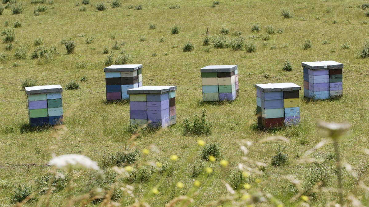 Beehives under pressure as honey demand rises and kiwifruit industry expands