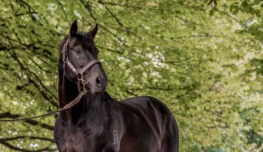Horse racing: Champion stallion Savabeel dies leaving incredible legacy