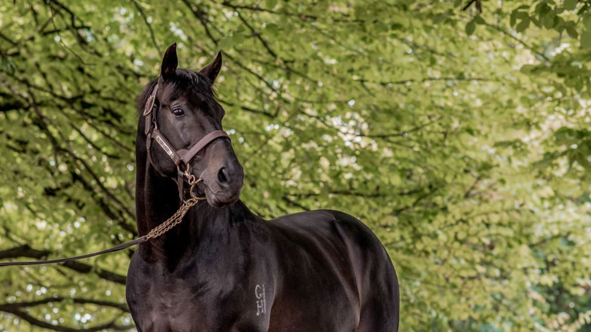 Horse racing: Champion stallion Savabeel dies leaving incredible legacy