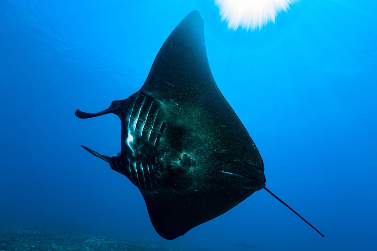 Watch sharks use manta rays to scratch unreachable itches