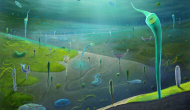 An illustration of Ediacaran animals based on their fossils.