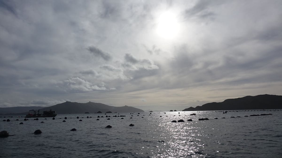Marlborough company Waimana Marine, Sollys Freight, fined for illegal mussel shipments