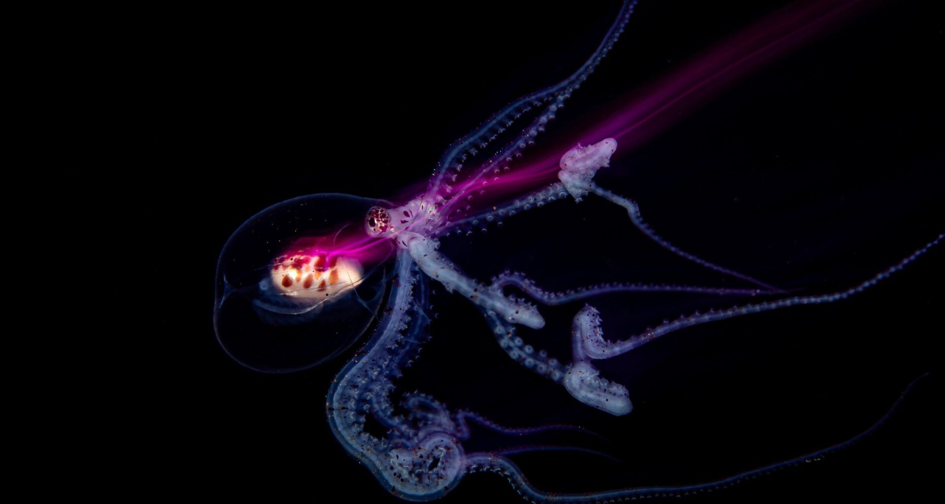 14-year-old underwater photographer scoops top prize in prestigious professional competition – illuminating a world rarely seen with slow shutter speeds