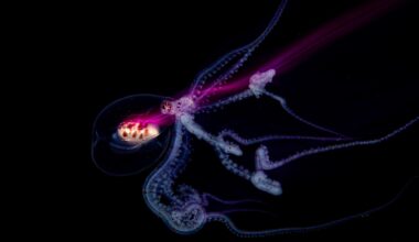 14-year-old underwater photographer scoops top prize in prestigious professional competition – illuminating a world rarely seen with slow shutter speeds