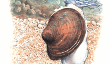 Pocketbook mussel