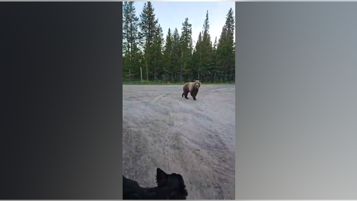Bear rearing up