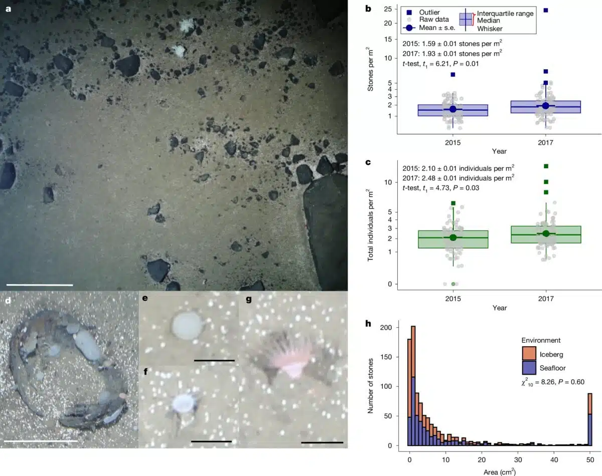 Seafloor Images And Data Showing An Increase In Dropstone Abundance And Associated Marine Life In The Fram Strait Between 2015 And 2017.