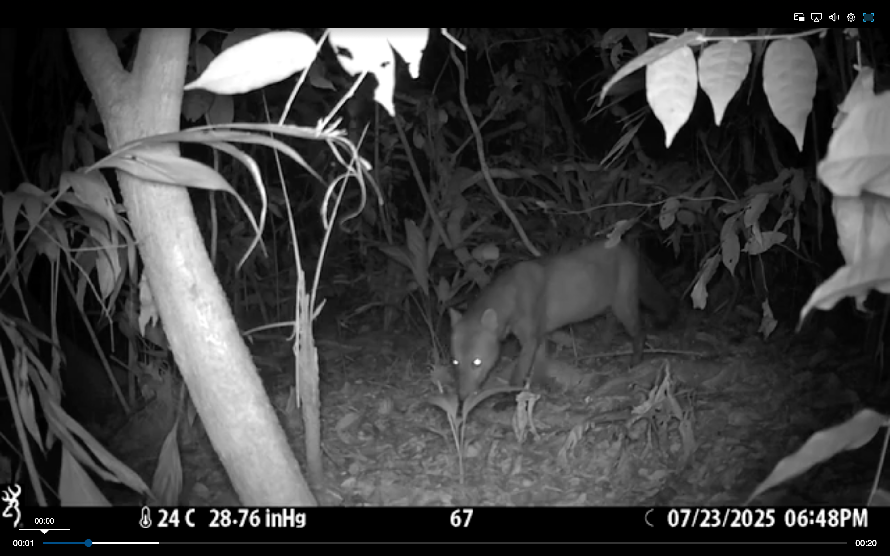 Short-eared dog captured by camera trap