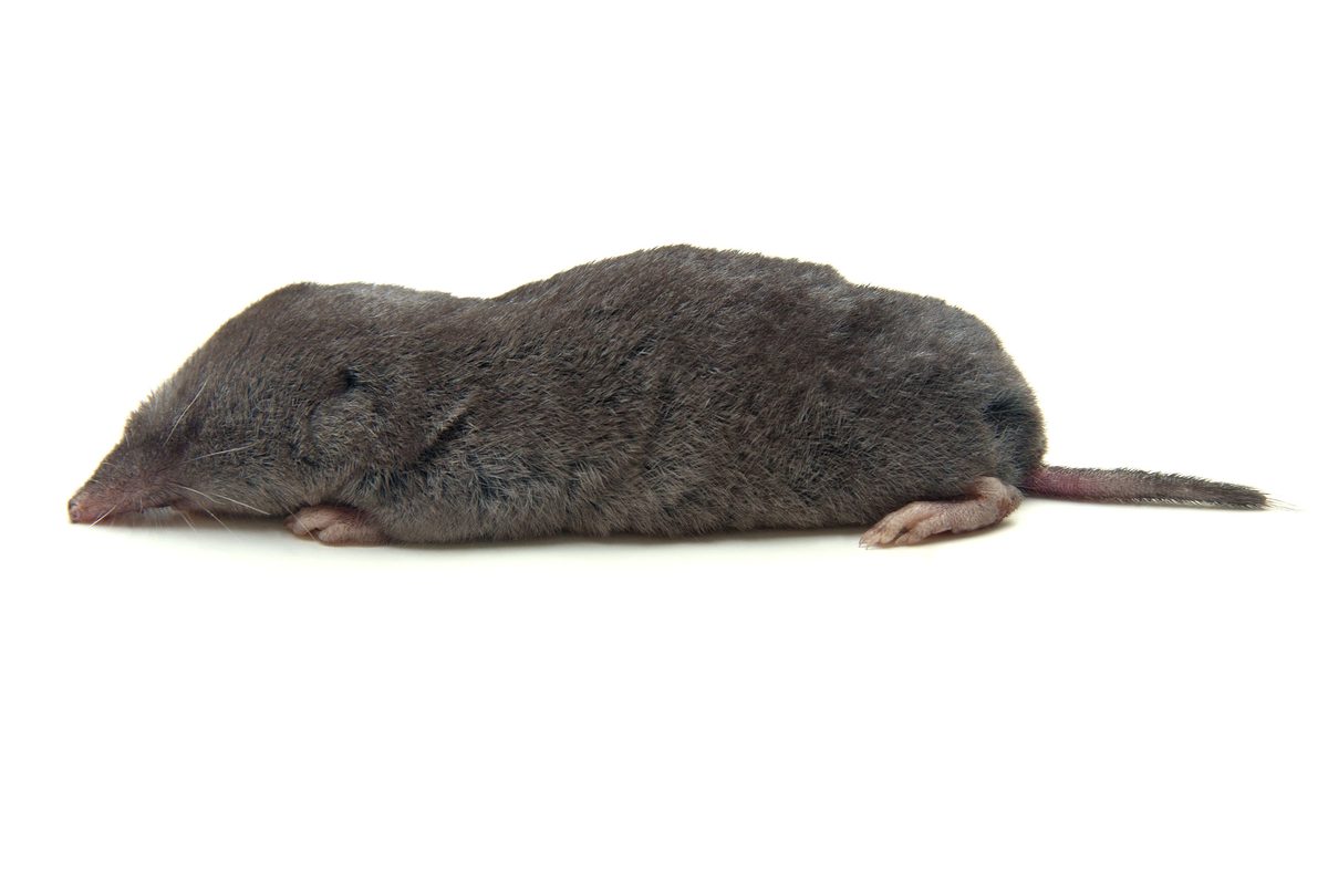 Venomous hunter chillingly stores paralysed victims ALIVE – with no chance of escape – underground for killing and eating later